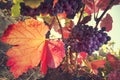 Vineyard, harvesting time, wine production Royalty Free Stock Photo