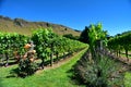A vineyard in Hastings, New Zealand