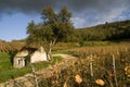 Vineyard in the heart of the Jura, Arbois, France Royalty Free Stock Photo