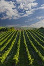 Vineyard with Hibernal near Cejkovice, Southern Moravia, Czech Republic