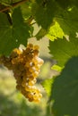 Vineyard with Hibernal near Cejkovice, Southern Moravia, Czech Republic Royalty Free Stock Photo