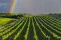 Vineyard with Hibernal near Cejkovice, Southern Moravia, Czech Republic Royalty Free Stock Photo