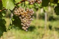 Vineyard with Hibernal near Cejkovice, Southern Moravia, Czech Republic Royalty Free Stock Photo