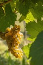 Vineyard with Hibernal near Cejkovice, Southern Moravia, Czech Republic Royalty Free Stock Photo