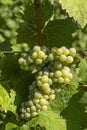 Vineyard with Hibernal near Cejkovice, Southern Moravia, Czech Republic