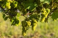 Vineyard with Hibernal near Cejkovice, Southern Moravia, Czech Republic