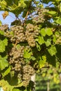 Vineyard with Hibernal near Cejkovice, Southern Moravia, Czech Republic