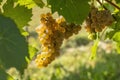 Vineyard with Hibernal near Cejkovice, Southern Moravia, Czech Republic Royalty Free Stock Photo