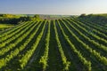 Vineyard with Hibernal near Cejkovice, Southern Moravia, Czech Republic