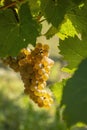 Vineyard with Hibernal near Cejkovice, Southern Moravia, Czech Republic Royalty Free Stock Photo