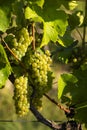 Vineyard with Hibernal near Cejkovice, Southern Moravia, Czech Republic Royalty Free Stock Photo