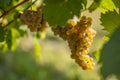 Vineyard with Hibernal near Cejkovice, Southern Moravia, Czech Republic Royalty Free Stock Photo