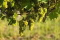 Vineyard with Hibernal near Cejkovice, Southern Moravia, Czech Republic Royalty Free Stock Photo