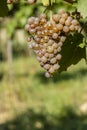 Vineyard with Hibernal near Cejkovice, Southern Moravia, Czech Republic Royalty Free Stock Photo