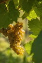 Vineyard with Hibernal near Cejkovice, Southern Moravia, Czech Republic Royalty Free Stock Photo