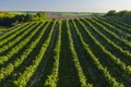 Vineyard with Hibernal near Cejkovice, Southern Moravia, Czech Republic