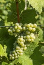 Vineyard with Hibernal near Cejkovice, Southern Moravia, Czech Republic Royalty Free Stock Photo