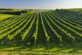 Vineyard with Hibernal near Cejkovice, Southern Moravia, Czech Republic Royalty Free Stock Photo