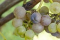 Vineyard with Hibernal near Cejkovice, Southern Moravia, Czech Republic Royalty Free Stock Photo