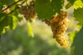 Vineyard with Hibernal near Cejkovice, Southern Moravia, Czech Republic