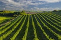 Vineyard with Hibernal near Cejkovice, Southern Moravia, Czech Republic