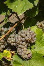 Vineyard with Hibernal near Cejkovice, Southern Moravia, Czech Republic