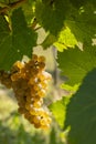 Vineyard with Hibernal near Cejkovice, Southern Moravia, Czech Republic