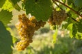 Vineyard with Hibernal near Cejkovice, Southern Moravia, Czech Republic Royalty Free Stock Photo