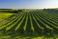 Vineyard with Hibernal near Cejkovice, Southern Moravia, Czech Republic Royalty Free Stock Photo