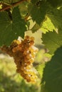 Vineyard with Hibernal near Cejkovice, Southern Moravia, Czech Republic Royalty Free Stock Photo