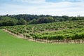 Vineyard on a hill Royalty Free Stock Photo