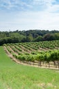 Vineyard on a hill Royalty Free Stock Photo