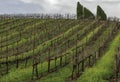 Vineyard hill with rows of grape vines and trees on the top Royalty Free Stock Photo