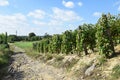 Vineyard at the hill side Royalty Free Stock Photo