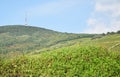 Vineyard at the hill side Royalty Free Stock Photo