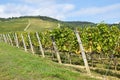 Vineyard at the hill side, Tokaj Royalty Free Stock Photo