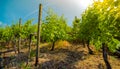 Vineyard on hill with stone fence. Landscape with blue sky