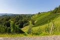 Vineyard on hill. Wine grapes are growing in south Styrian, Leutschach, Austria