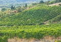 Vineyard on the hills