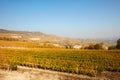 Vineyard and hills in autumn with yellow leaves in a sunny day in Italy Royalty Free Stock Photo