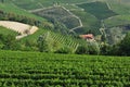 Vineyard and hills of the Langhe region. Piemonte, Italy Royalty Free Stock Photo