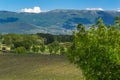 Vineyard in the hills of Montefalco