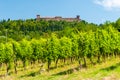Vineyard in the hills of OltrepÃ² Pavese Royalty Free Stock Photo