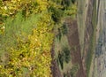 Biological vineyard on hillside