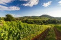 Vineyard and hilly landscape in Pfalz, Germany