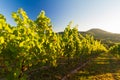 Vineyard and hilly landscape in Pfalz, Germany Royalty Free Stock Photo