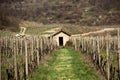 Vineyard with House Royalty Free Stock Photo