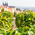 Vineyard in Hradcany in Prague Royalty Free Stock Photo