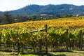 Vineyard in the Huon Valley, Tasmania Royalty Free Stock Photo