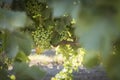 Vineyard with immature grapes